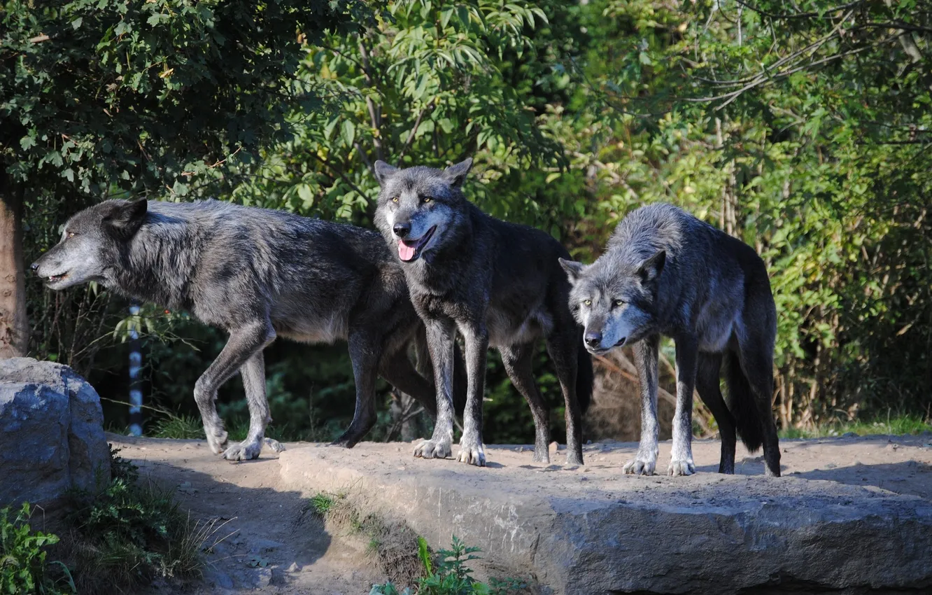 Photo wallpaper Predator, nature, snow, face, animal, wolf, wolves, canis lupus