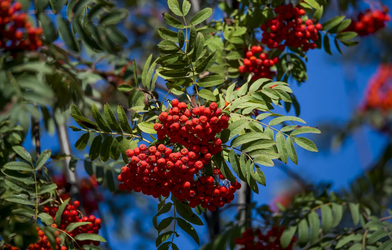 Photo wallpaper the sky, trees, Rowan, the mood of autumn