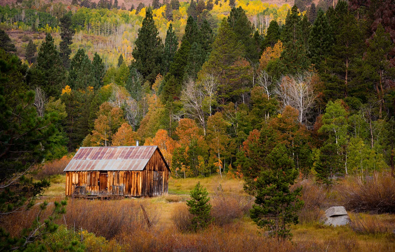 Photo wallpaper autumn, forest, house