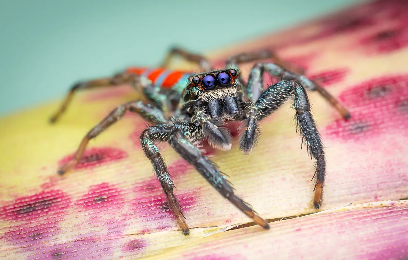 Photo wallpaper macro, leaf, spider, jumping, blue-eyed, jumper, the Hoppy