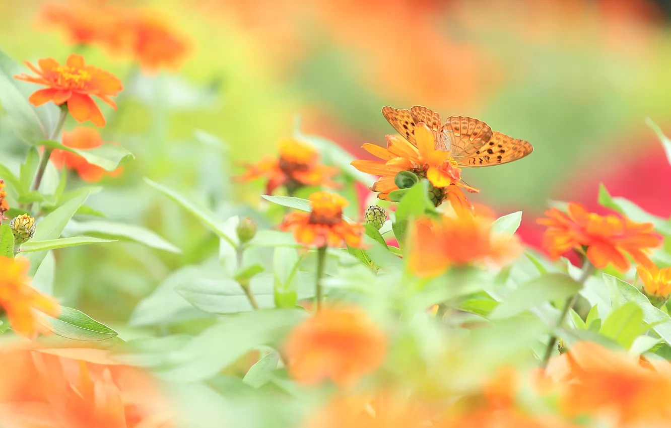 Photo wallpaper field, flowers, butterfly, meadow
