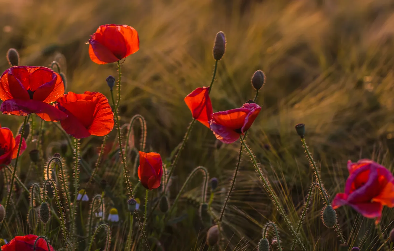 Photo wallpaper field, flowers, Maki, the evening, meadow