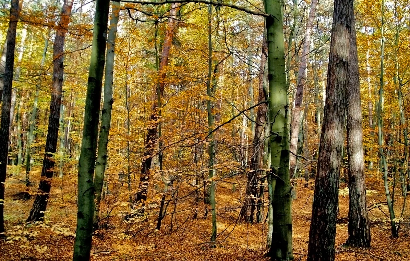 Photo wallpaper autumn, forest, trees, Poland, forest, falling leaves, trees, nature