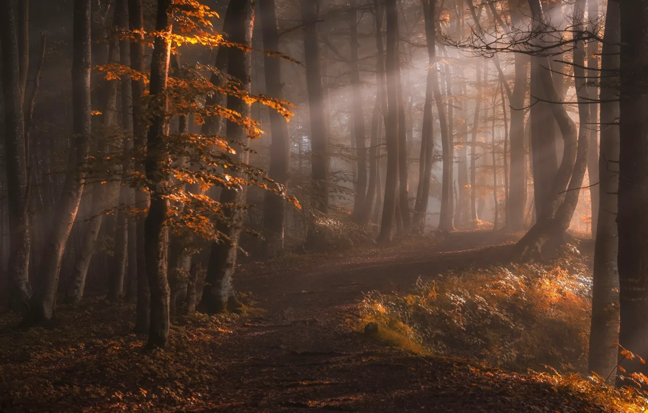 Photo wallpaper autumn, forest, rays, light, trees, nature, fog, path