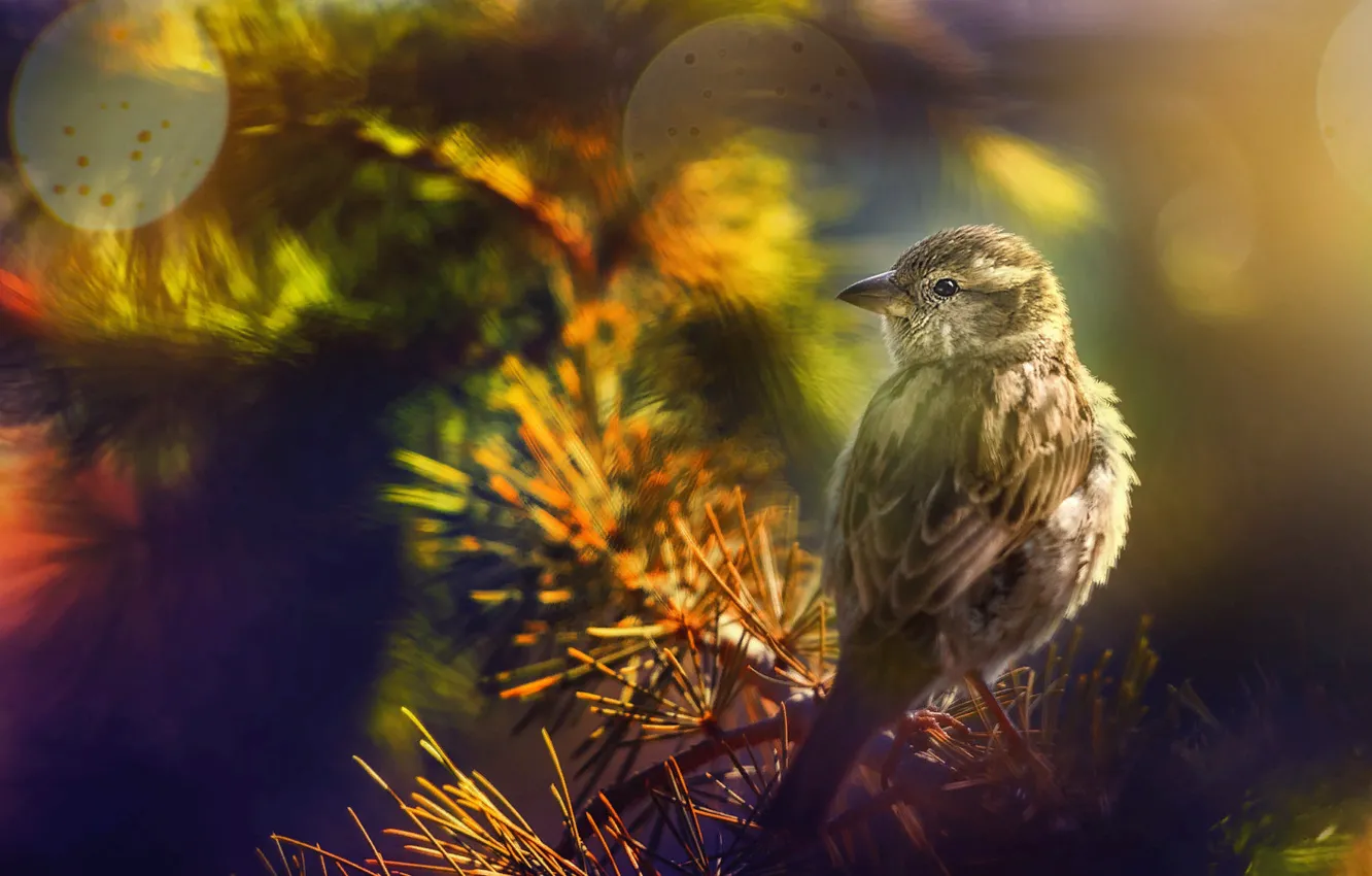 Photo wallpaper branches, nature, bird, needles, bokeh