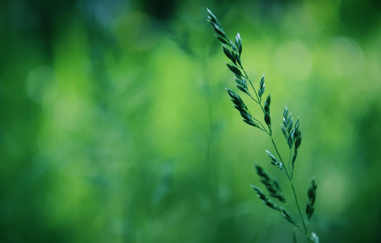 Photo wallpaper greens, grass, macro, spring, bokeh