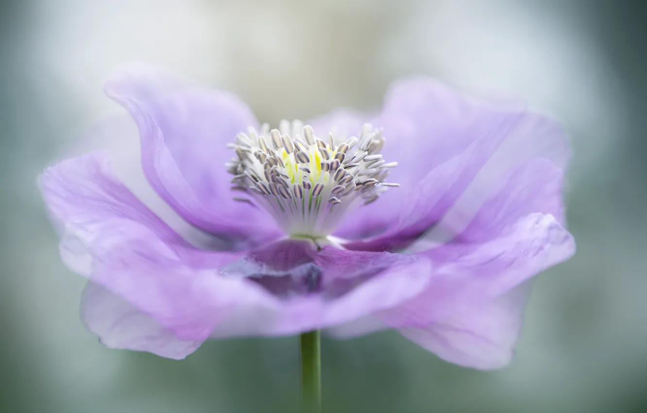 Photo wallpaper macro, flowers, background, the middle, core