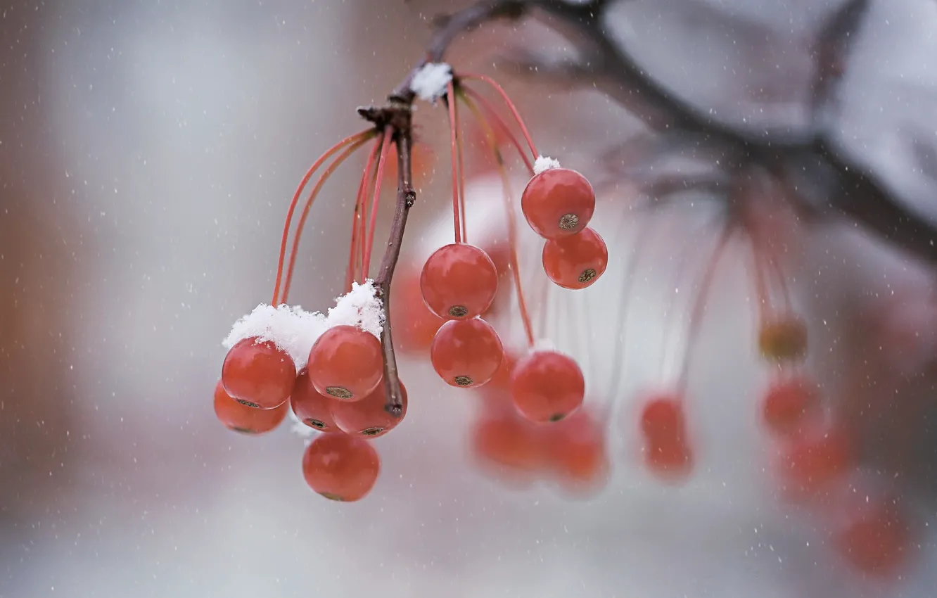 Photo wallpaper winter, macro, berries