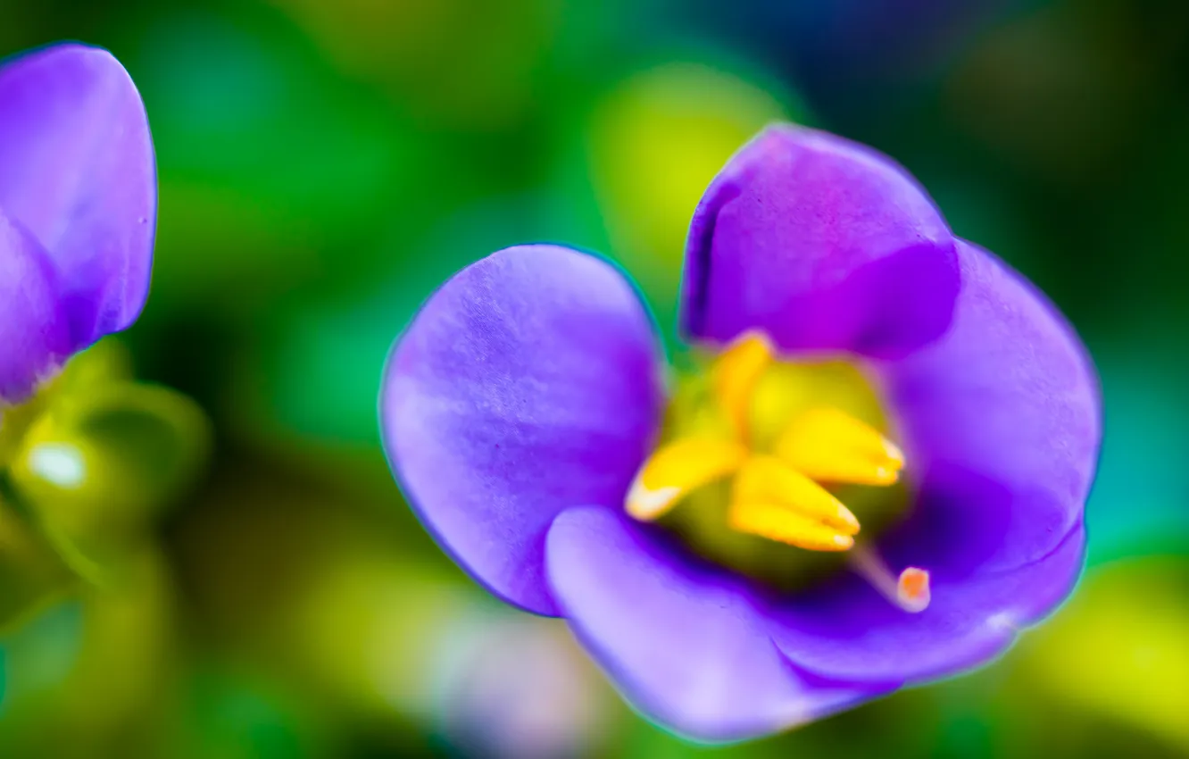 Photo wallpaper flowers, nature, plant, petals