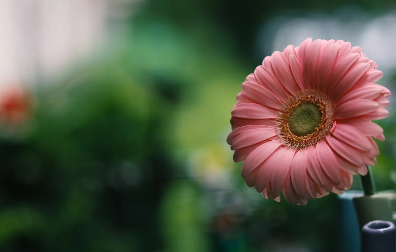 Photo wallpaper macro, flowers, nature