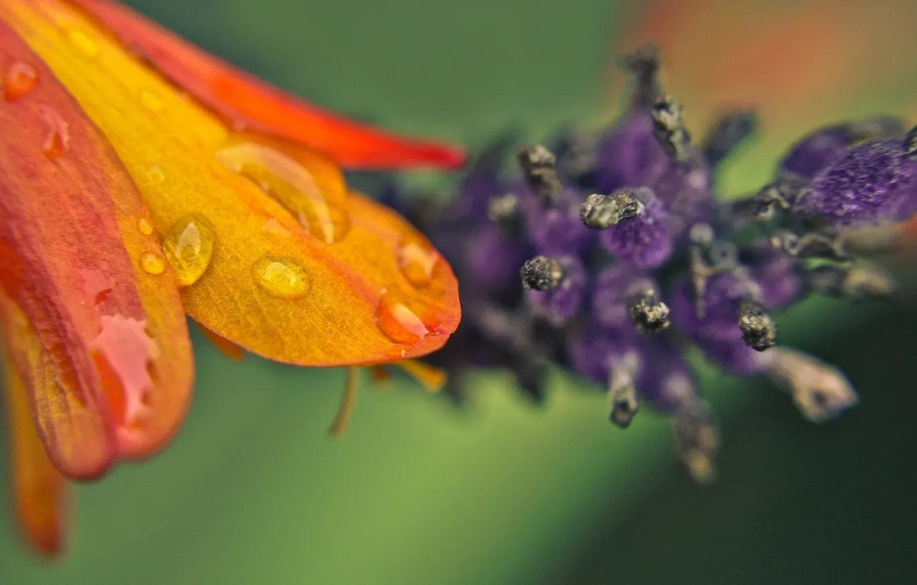 Photo wallpaper water, drops, macro, Rosa, petals, stamens, pistil