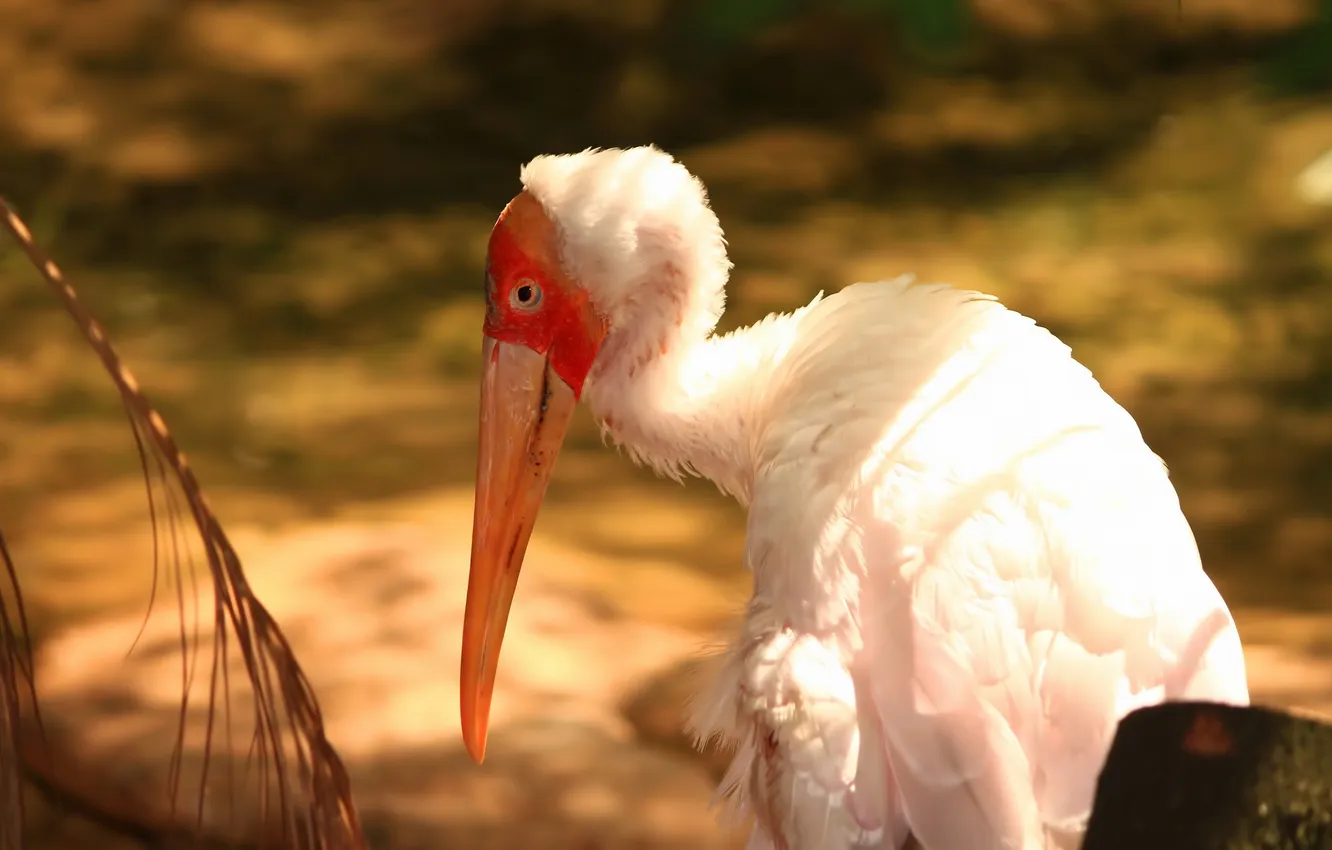 Photo wallpaper nature, background, bird