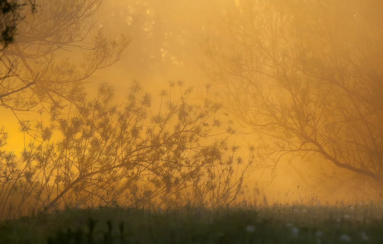 Photo wallpaper nature, fog, morning