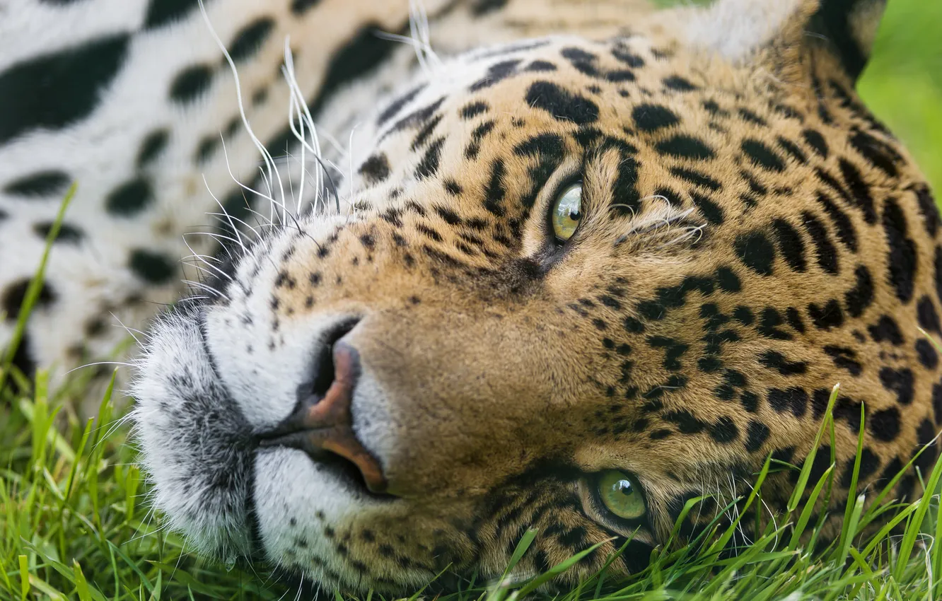 Photo wallpaper cat, grass, face, Jaguar, ©Tambako The Jaguar