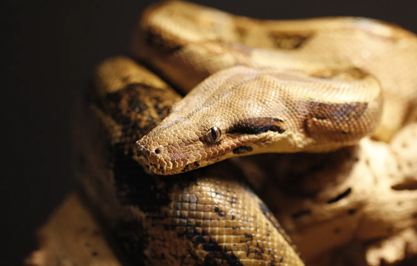 Photo wallpaper background, snake, Python