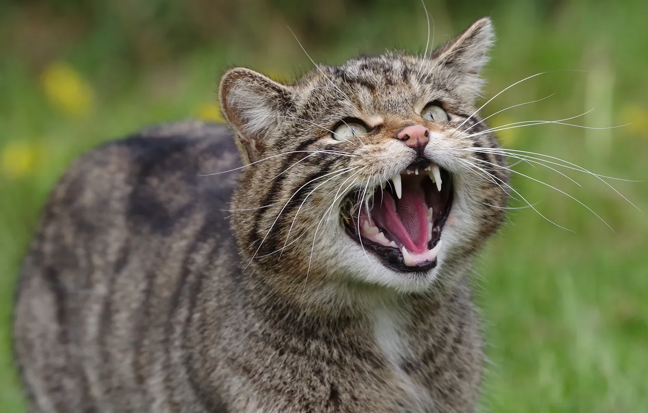 Photo wallpaper cat, cat, face, grey, mouth, striped, wild, forest