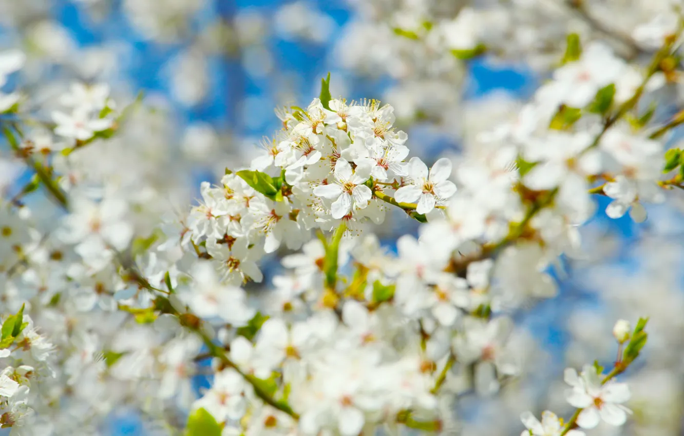 Photo wallpaper white, flower, spring, twig, blooming