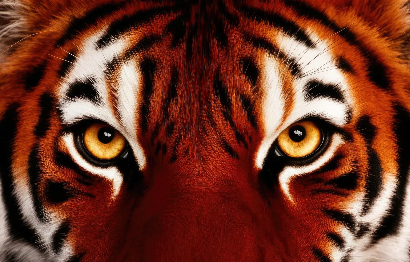 Photo wallpaper eyes, look, face, tiger, AI art, neural network