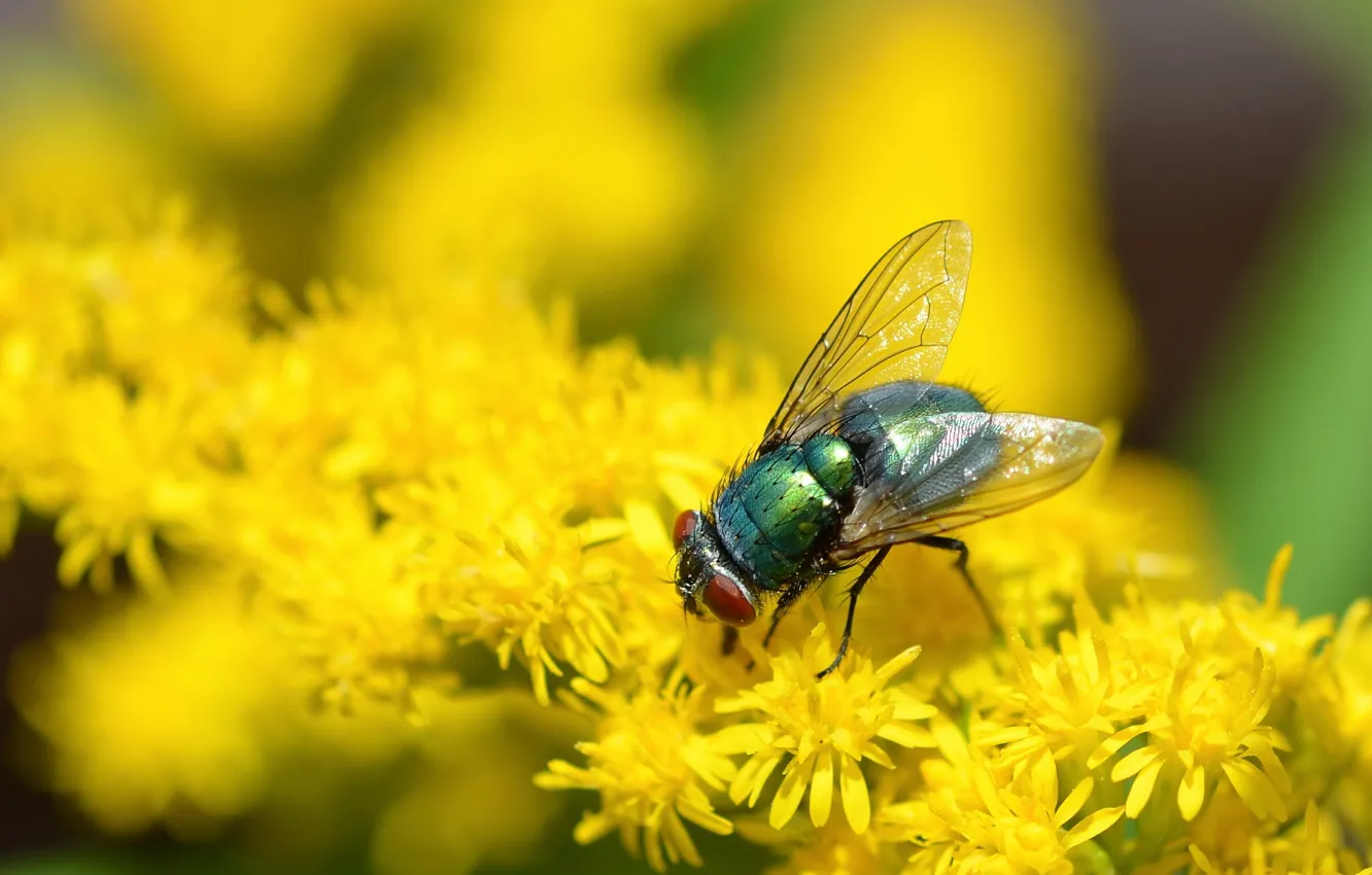 Photo wallpaper summer, macro, flowers, yellow, green, fly, insect, bokeh