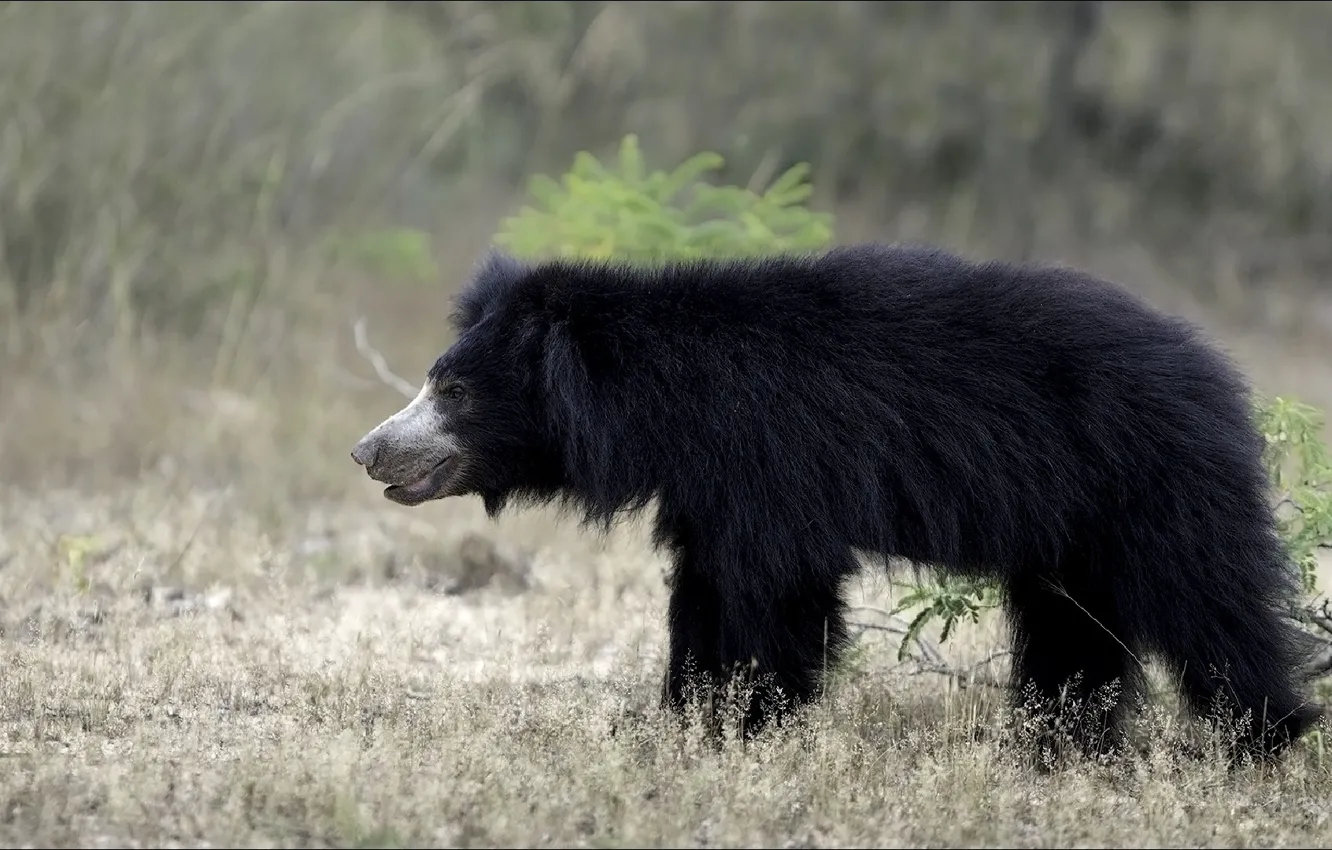 Photo wallpaper animal, bear, nature, gait, animal, step, Beast, dtar