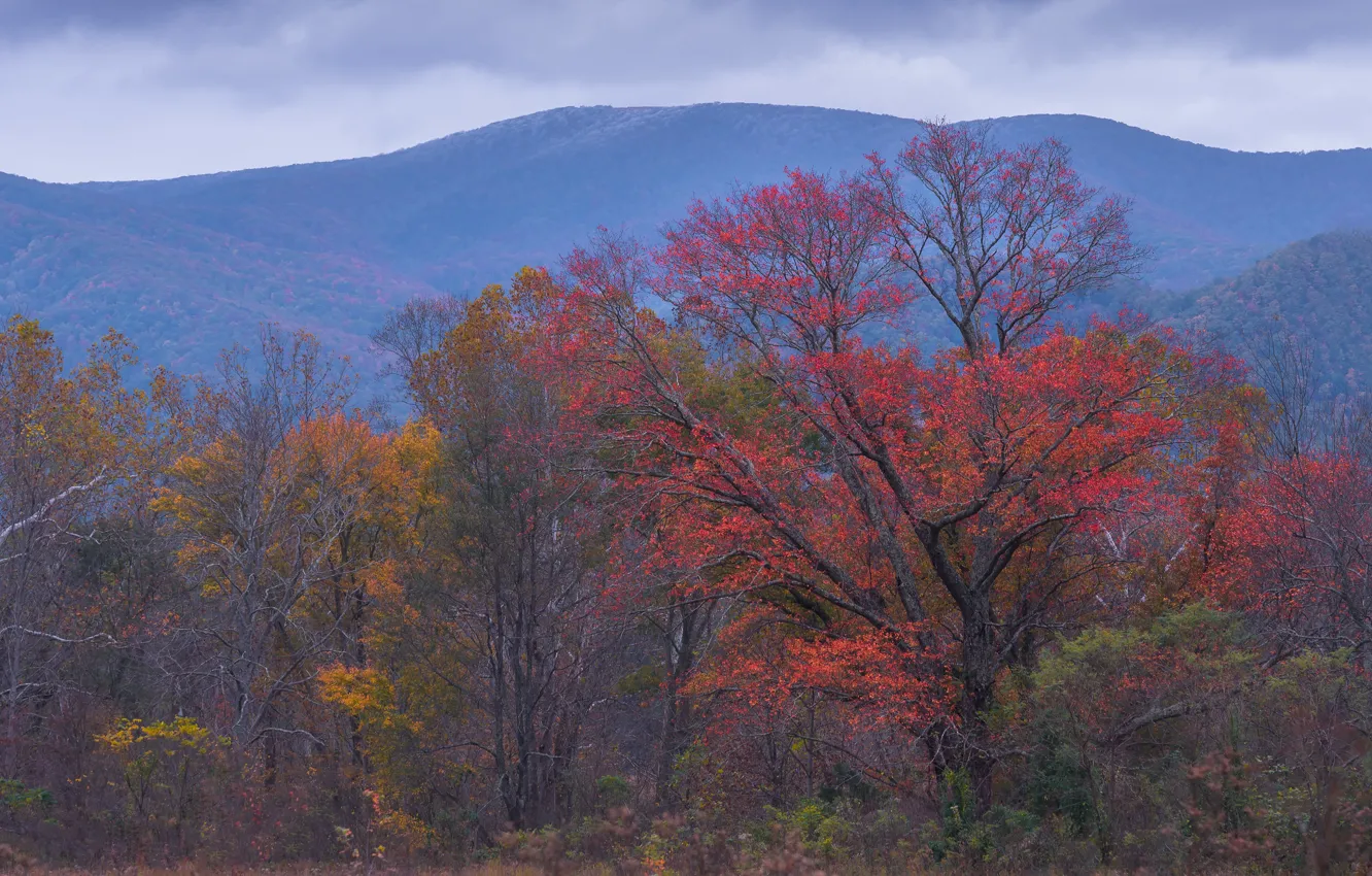 Photo wallpaper autumn, forest, the sky, trees, mountains, fog, blue, thickets