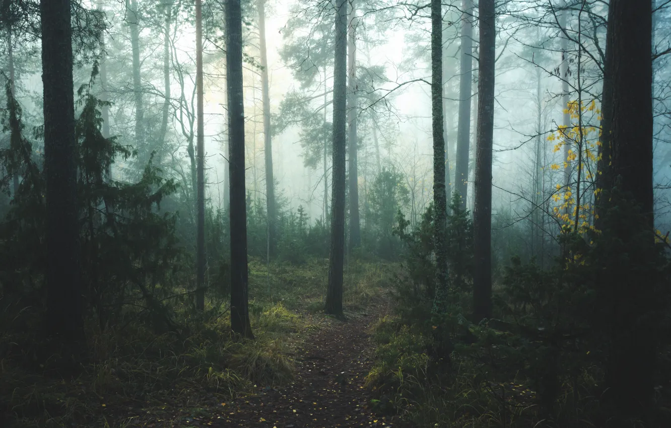 Photo wallpaper forest, trees, nature, fog, path, Central Finland, Central Finland