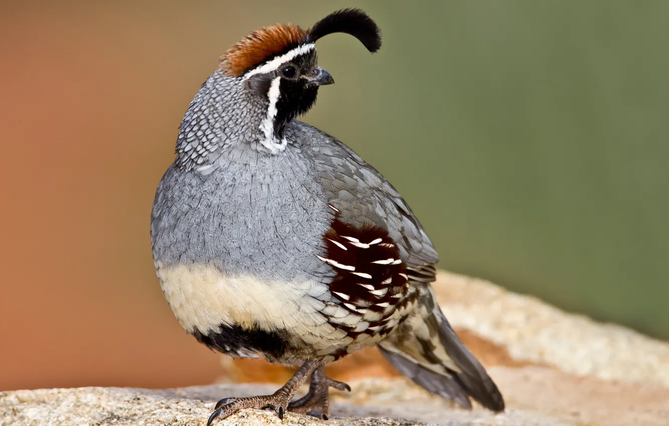 Photo wallpaper bird, beak, common quail crested