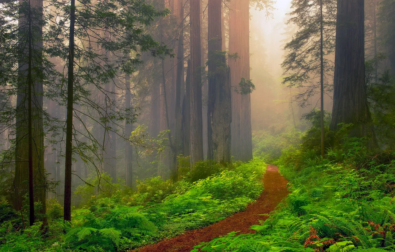 Photo wallpaper summer, haze, USA, California, Sequoia, June, red forest, red wood