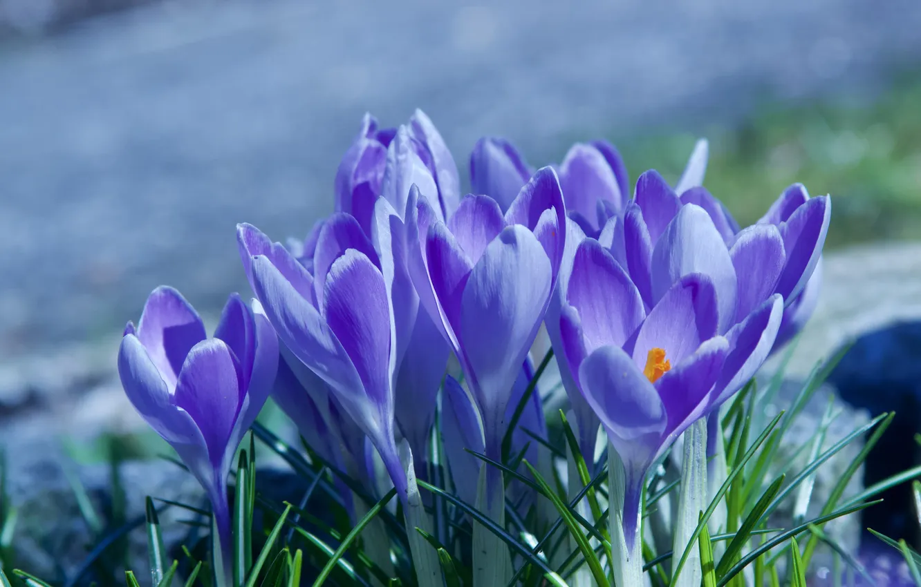 Photo wallpaper flowers, spring, crocuses, lilac