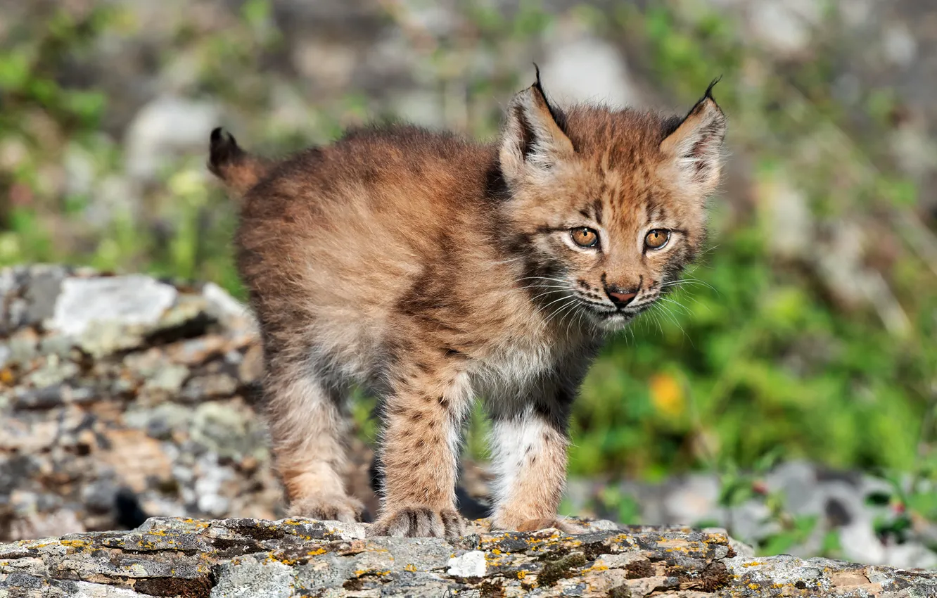 Photo wallpaper look, nature, pose, stones, baby, lynx, bokeh, a small lynx