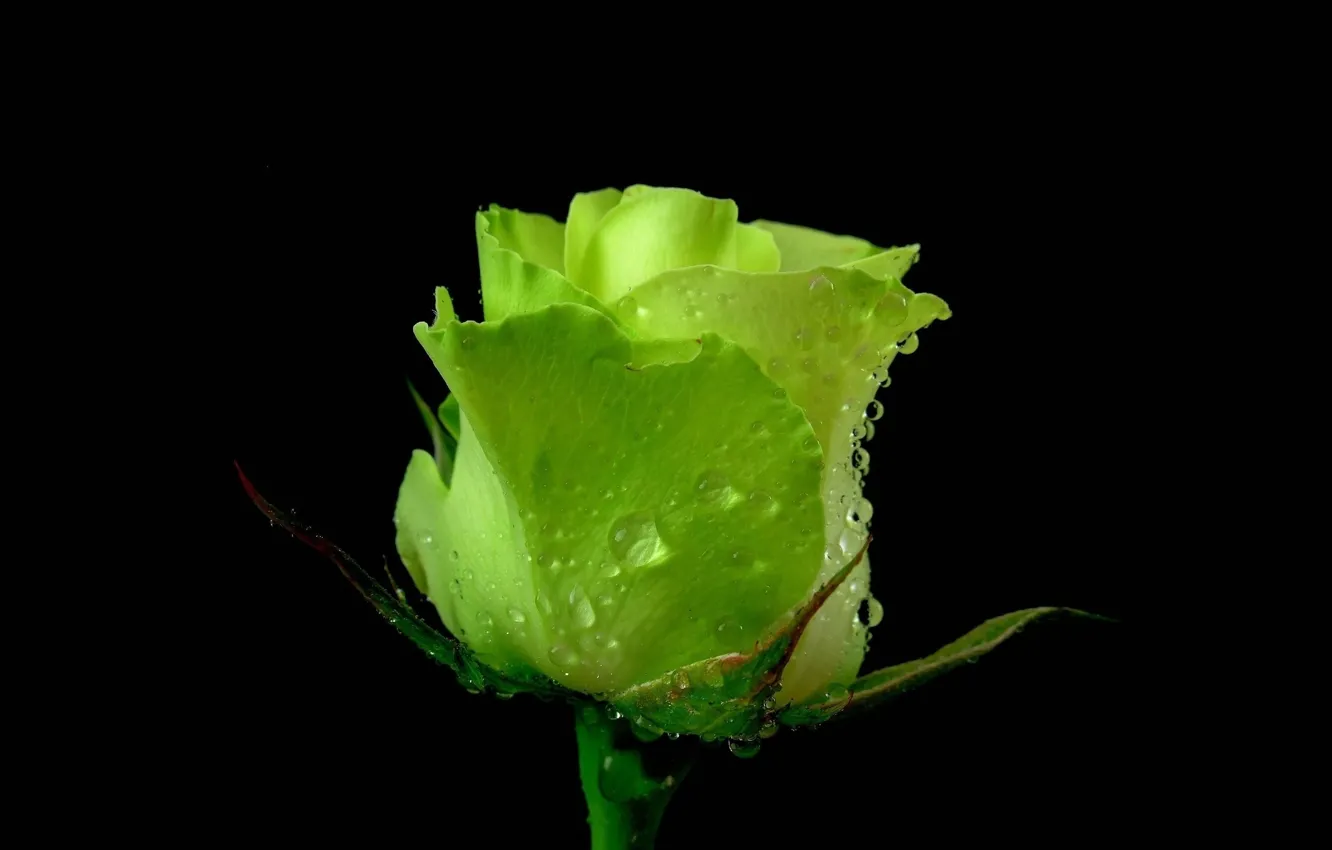 Photo wallpaper green, roses, in the dark