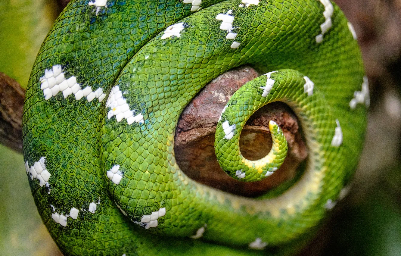 Photo wallpaper green, pattern, snake, spiral, scales, tail, Python