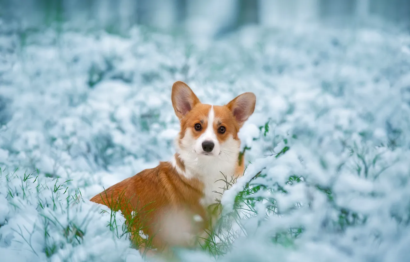 Photo wallpaper look, snow, dog, face, doggie, Welsh Corgi, Anna Oris