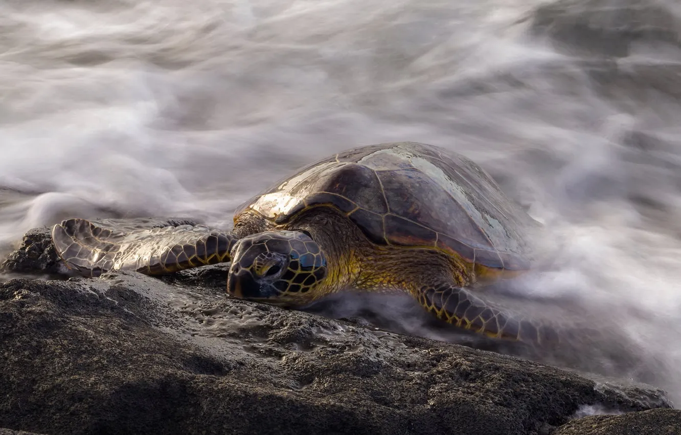 Photo wallpaper nature, background, turtle
