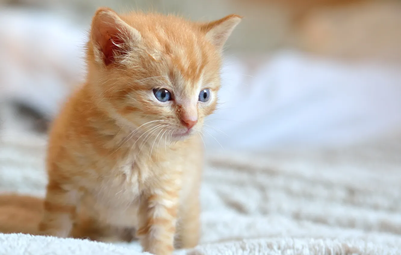 Photo wallpaper look, baby, muzzle, red, kitty