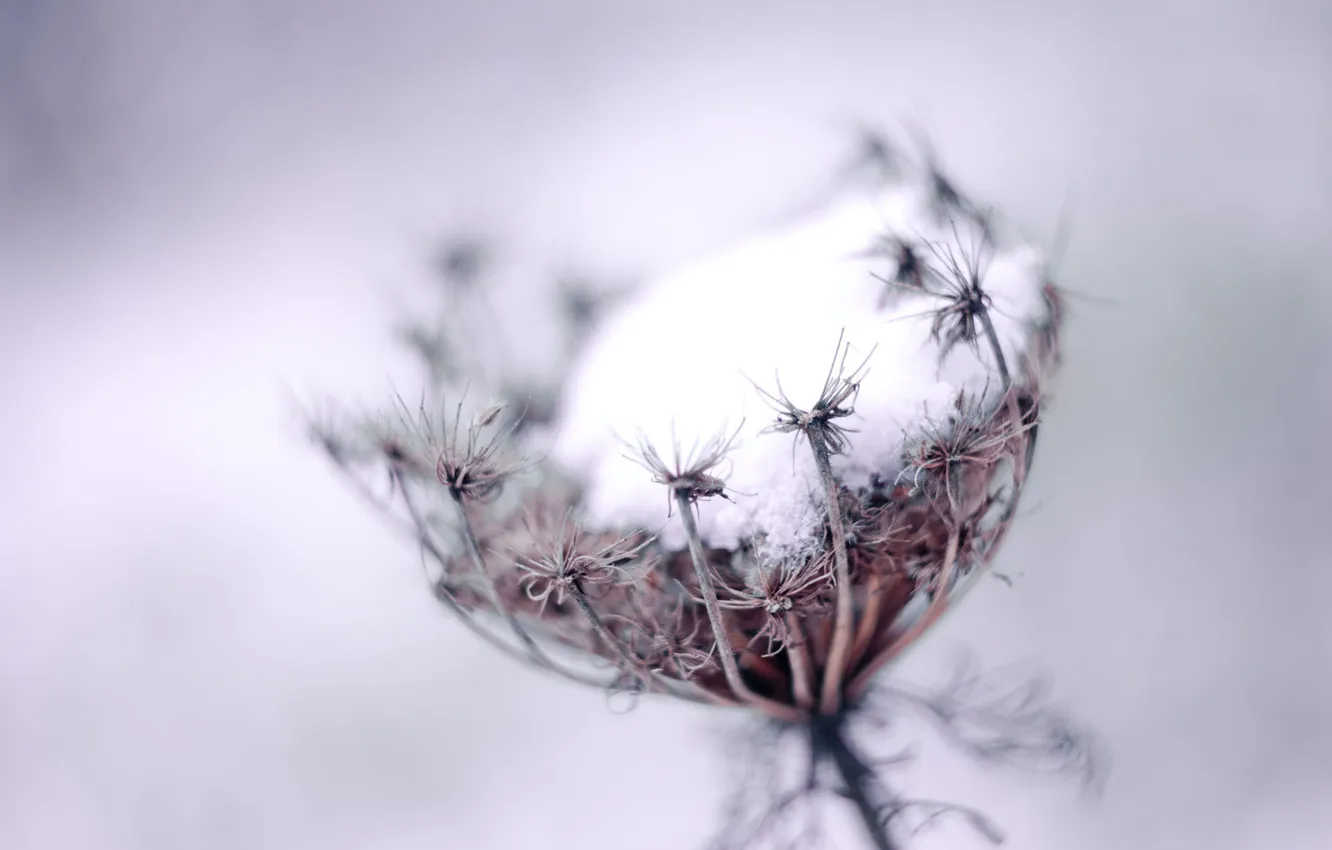 Photo wallpaper cold, frost, macro, dandelion, plant