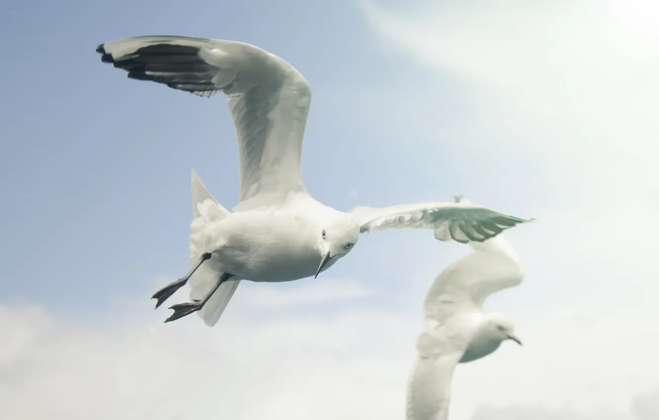 Photo wallpaper white, the sky, bird, seagulls, sky, flying, snow, fly