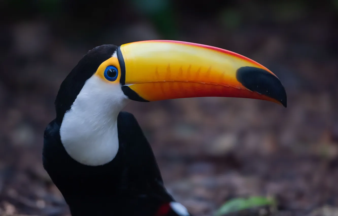 Photo wallpaper beautiful, toucan, beak