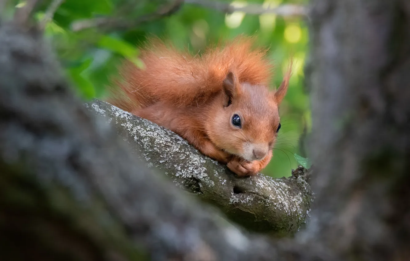 Photo wallpaper trees, branches, pose, protein, tail, red, face, bokeh
