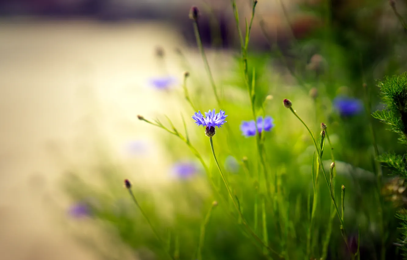 Photo wallpaper flowers, nature, background