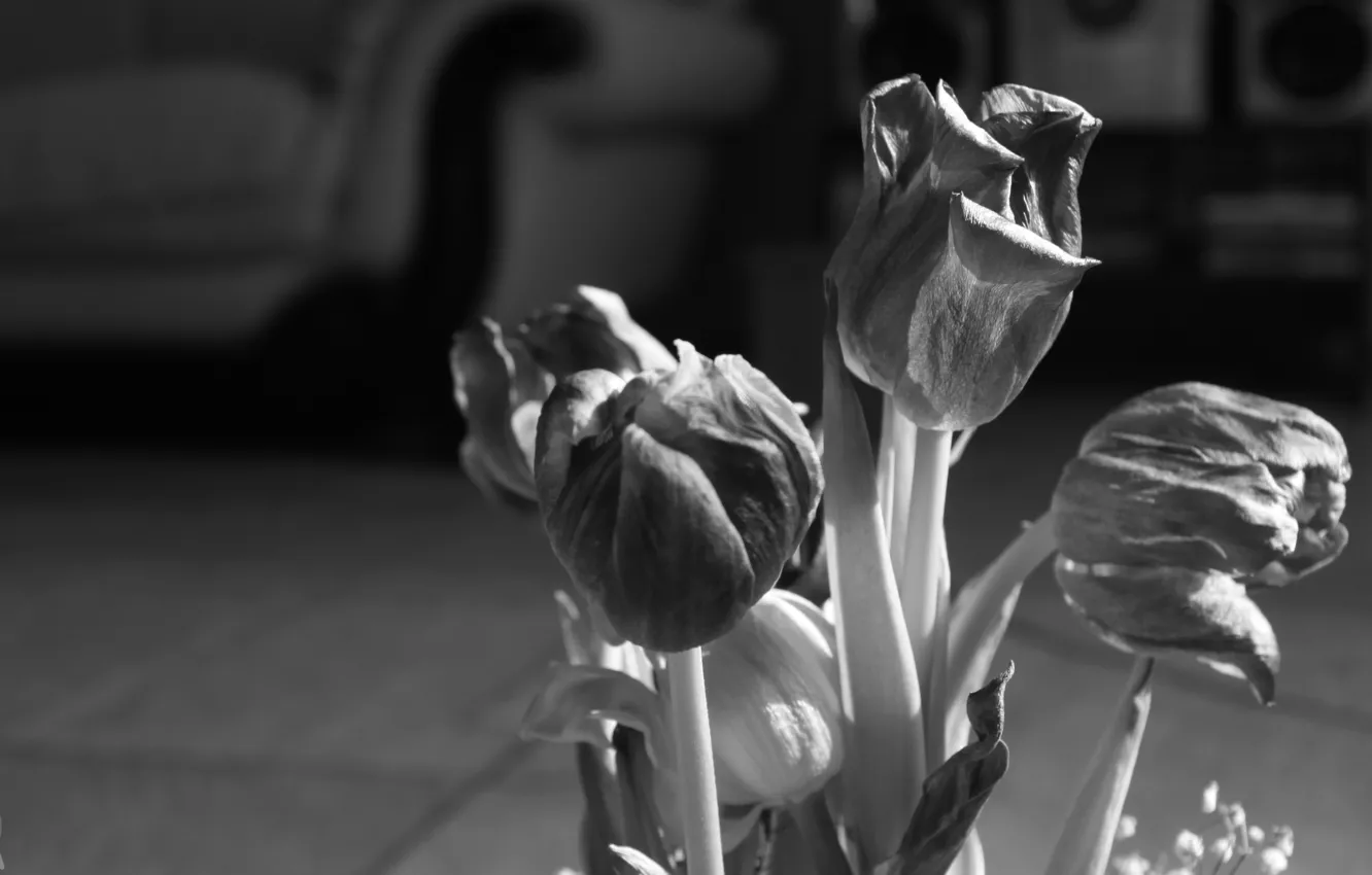Photo wallpaper flowers, black and white, tulips, faded