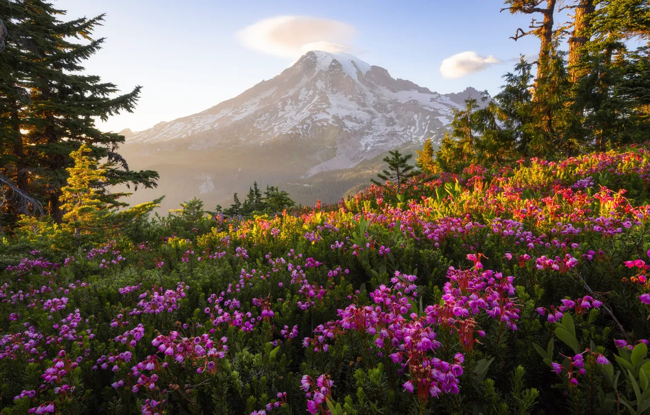 Photo wallpaper forest, clouds, light, trees, flowers, mountains, fog, glade