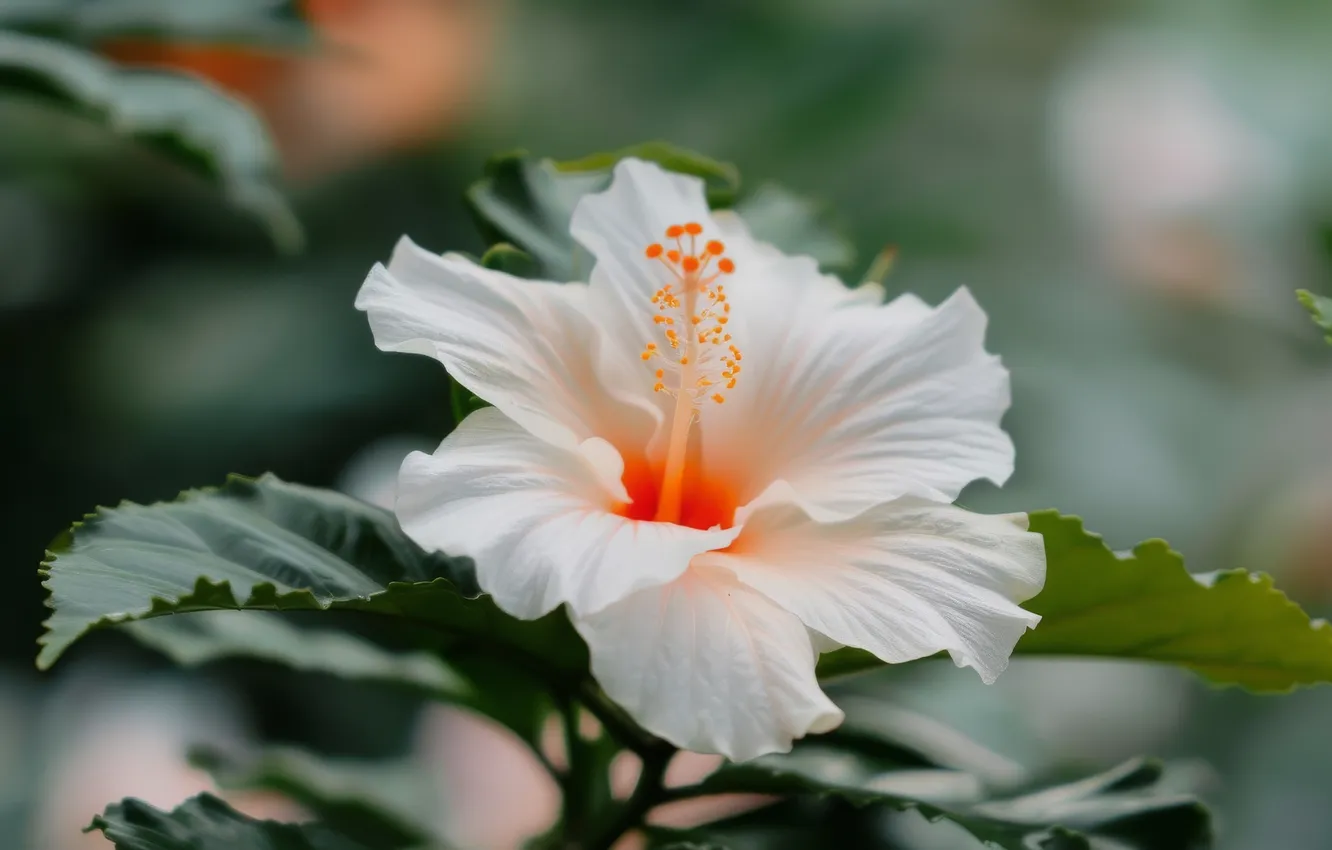 Photo wallpaper white, leaves, macro, flowers, bokeh, hibiscus, AI art, neural network