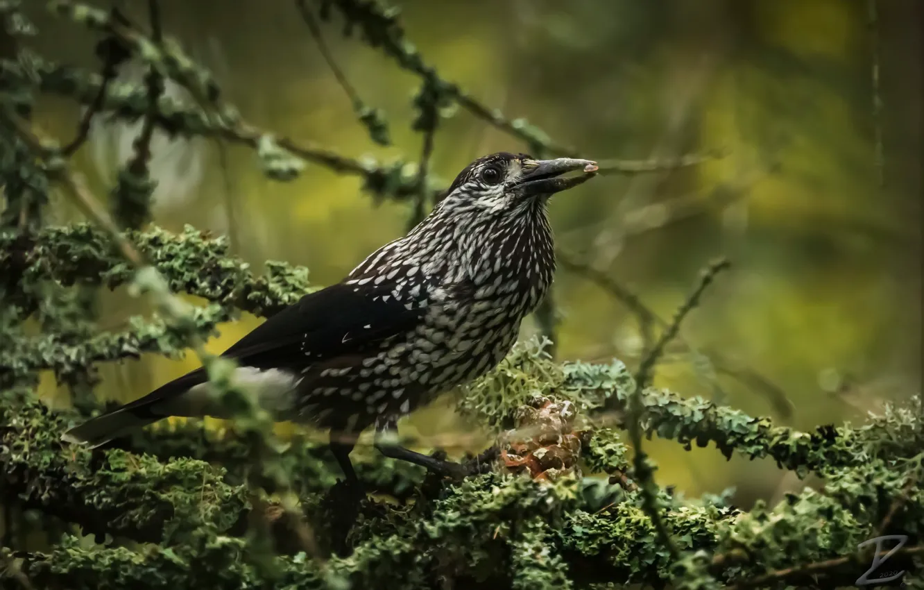 Photo wallpaper nature, bird, Kedrovka