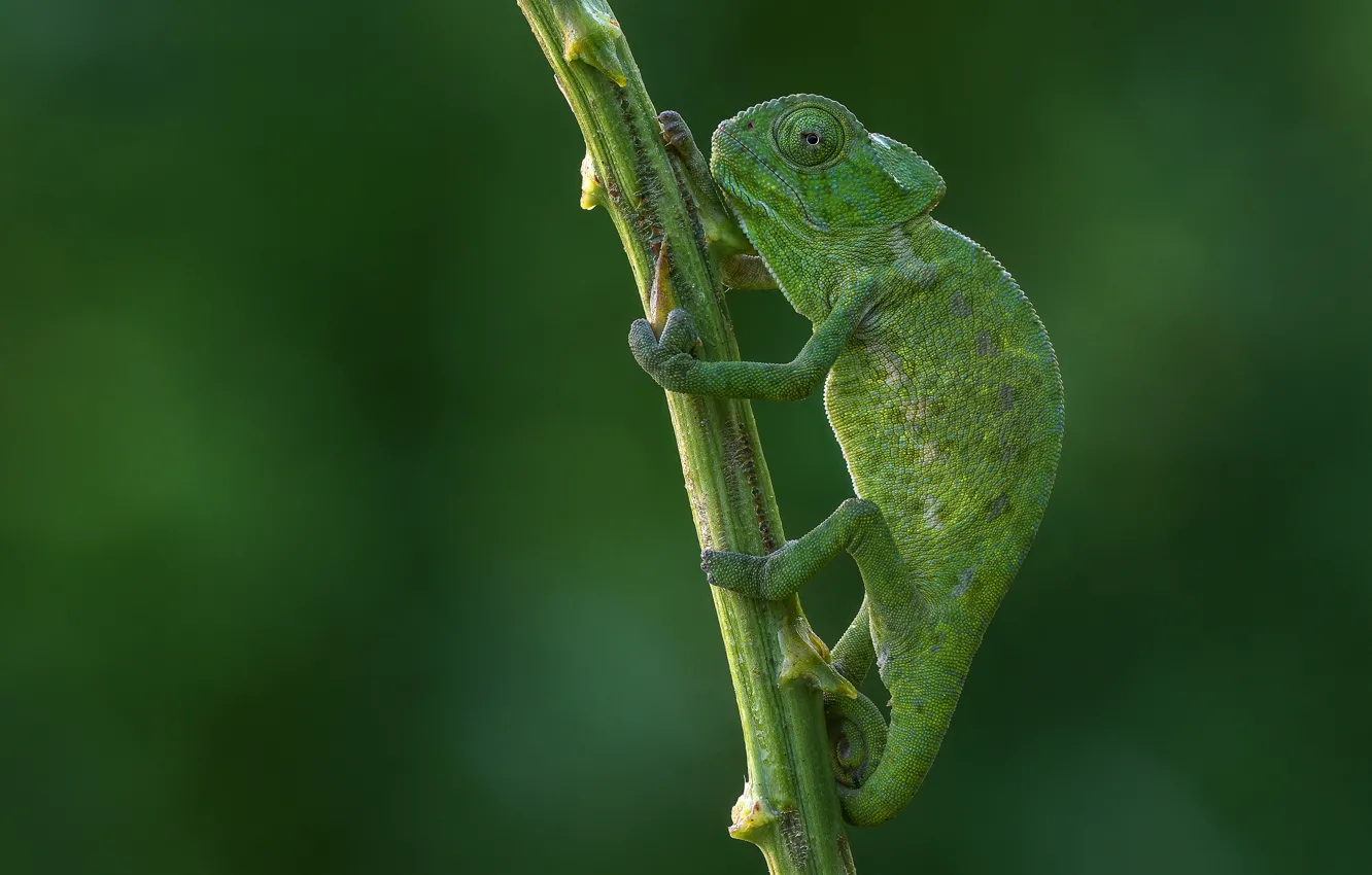 Photo wallpaper look, pose, green, chameleon, background, paws, stem, reptile
