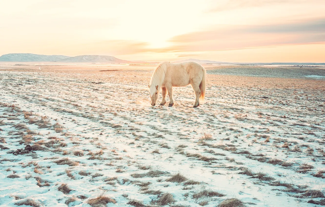 Photo wallpaper winter, field, clouds, light, snow, horse, dawn, hills