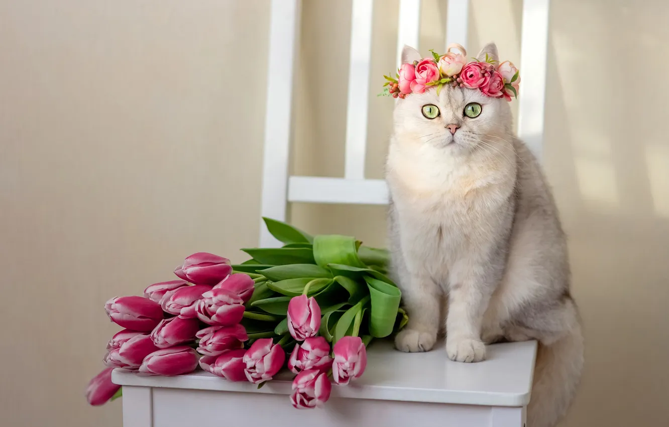 Photo wallpaper cat, cat, look, flowers, pose, chair, tulips, face