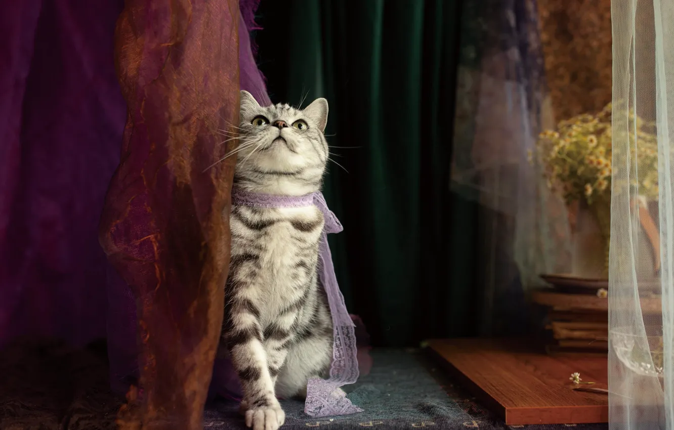 Photo wallpaper cat, cat, look, flowers, pose, fabric, curtains, face