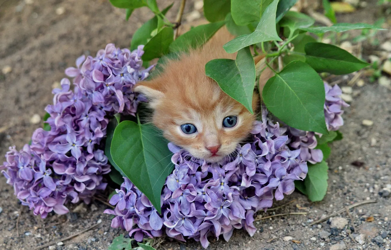 Photo wallpaper road, cat, look, leaves, flowers, branches, pose, pebbles
