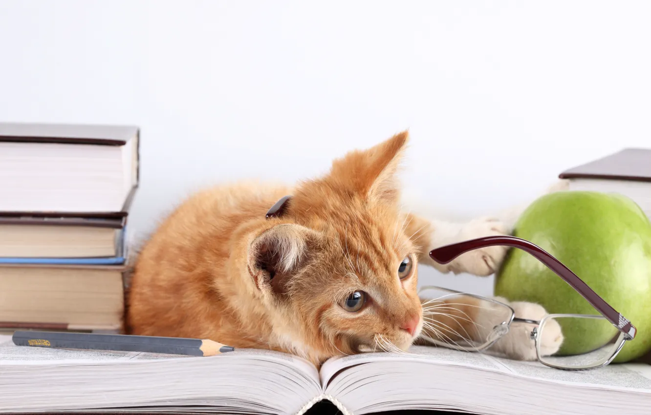 Photo wallpaper cat, cat, books, Apple, red, glasses, lies, pencil